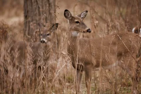 White tailed deer Stock Photos
