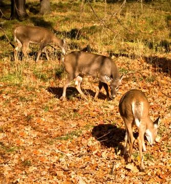 White-tailed deer Stock Photos