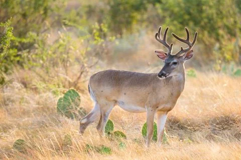 White-Tailed Deer Stock Photos