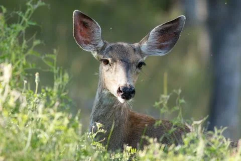 White tailed deer Foto stock