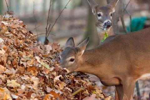 White-tailed deer Stock Photos