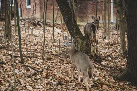 White Tailed Deer Stock Photos