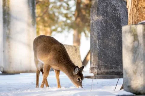 White Tailed Deer Stock Photos