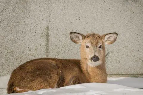 White Tailed Deer Stock Photos