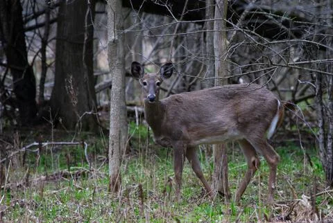 White-tailed Deer Stock Photos