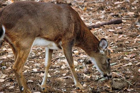 White-tailed deer Stock Photos