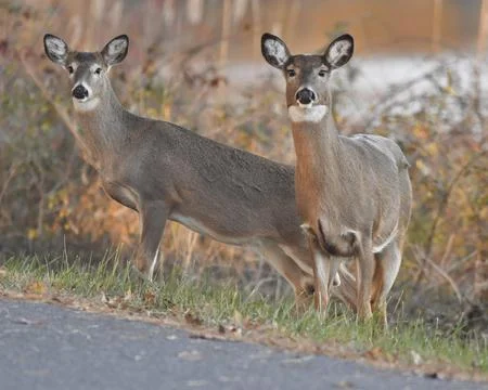 White-tailed Deer Stock Photos