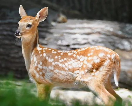 White-tailed Deer Stock Photos