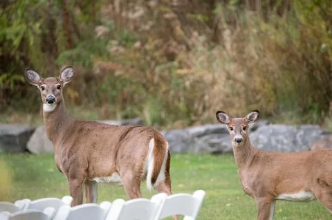 White-Tailed Deer 스톡 사진