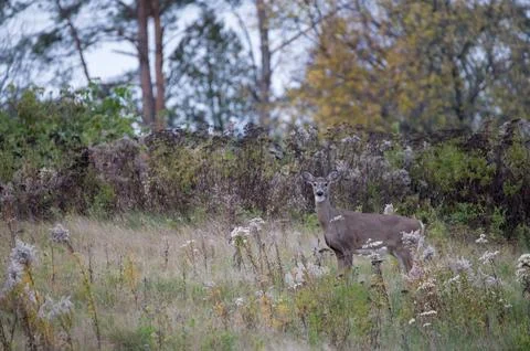 White-Tailed Deer Foto stock