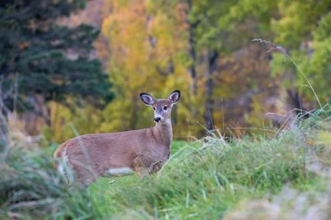 White-Tailed Deer 写真素材