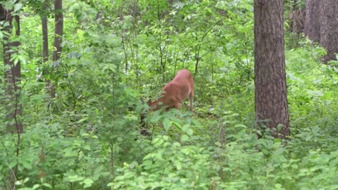 White-tailed deer, preening in the forest. Video stock 203850208