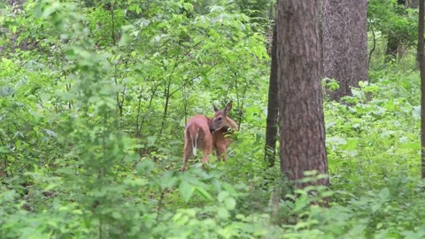 White-tailed deer, preening in the forest. Video stock 203851497