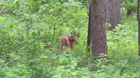 White-tailed deer preening in the forest. Video stock 257153833