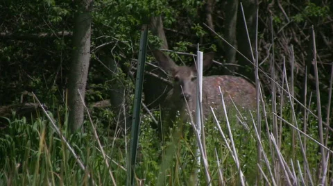 White tailed deer raises his head Stock Footage 705361