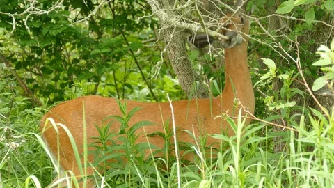 White tailed deer reaching above head to grab tree leaf and eat it Stock Footage 88422317