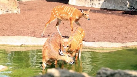 White-tailed Deer relaxing Stock Footage