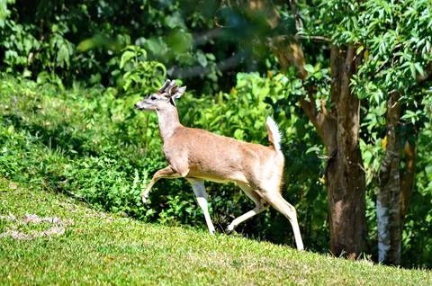White-tailed deer in Rincon de la Vieja National Park in Costa Rica. Stock Photos