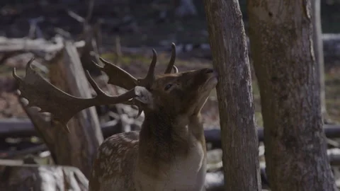 White tailed deer rubbing tree close Stock Footage 293635647
