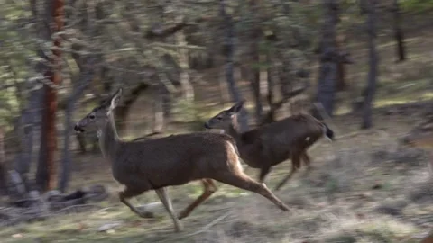 White-tailed Deer Running Stock Footage 169672500
