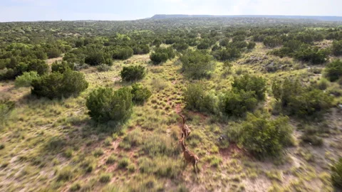 White-Tailed Deer Running 스톡 동영상 231159853