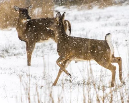 White tailed deer running through a snowy landscape during a light snowfall.. Stock Photos
