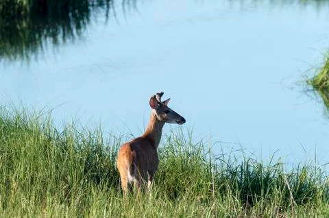 White-tailed Deer scans stream Stock Photos