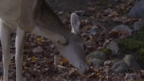 White tailed deer scratching its neck Stock Footage 293635653