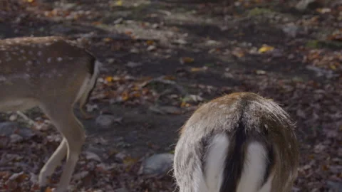 White tailed deer scratching itself Stock Footage 293635760