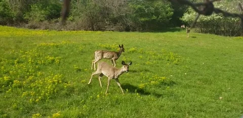 White tailed deer spring meadow Stock Footage 340040129