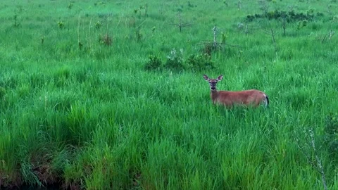 White Tailed Deer Standing Alert in Green Meadow Stock Footage 346745158