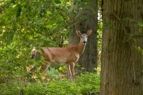 White-tailed Deer Standing in Forest Stock Photos