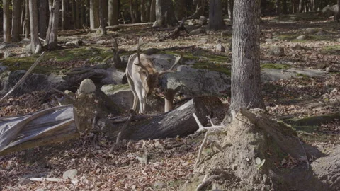 White tailed deer standing on log making noises Stock-Footage 293635892