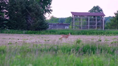 A white-tailed deer strolls across a field Stock Footage 171378650