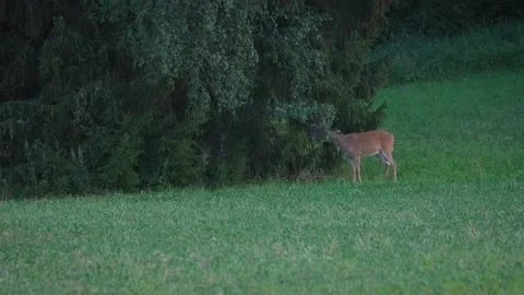 White tailed deer tangled by a tree branch Stock Footage 158165849