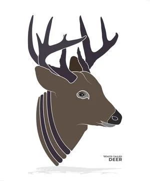 White-Tailed Deer Vector: Wildlife Portrait Illustration Stock Illustration