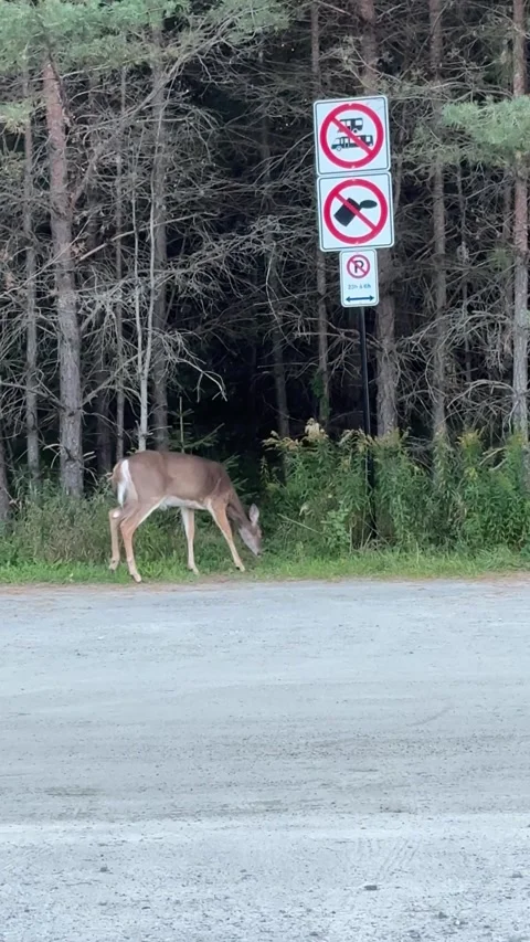 White Tailed Deer Walking Along Forest Roadside Stock Footage 346785090