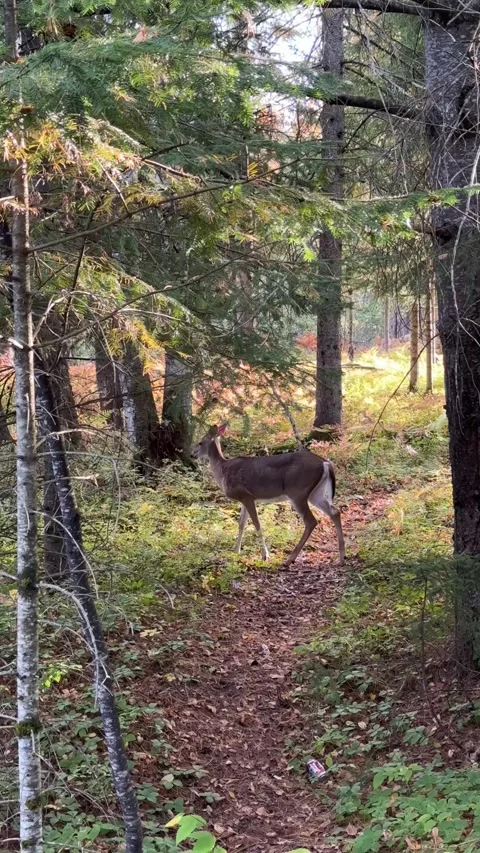 White Tailed Deer Walking and Foraging Through Autumn Forest Stock Footage 346792360