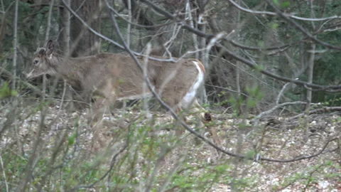 White tailed deer walking in the forest in spring Vidéo 154728965