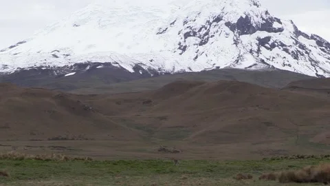 White-tailed Deer Walking Moving in Paramo Grassland in Andes Mountains Vídeo Stock 132612412