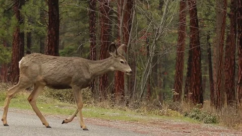 White-tailed deer walking over street Stock Footage 72190534