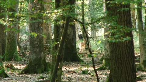 White-tailed deer walking through the woods Stock Footage 88646843