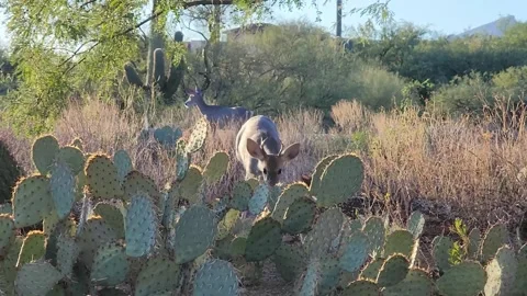White tailed deer walking through prickly pear cacti Stock Footage 256119796