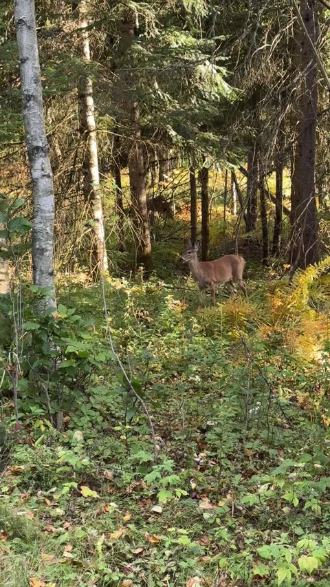 White Tailed Deer Walking Through Sunlit Forest Stock Footage 346791917
