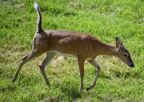 White tailed deer walking through green grass in a peaceful meadow during d.. Stock Photos