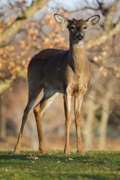 White tailed deer in the wild Stock Photos