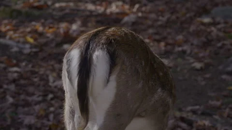 White tailed deer in the woods back end Stock Footage 293635054