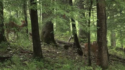 White-tailed deer in the woods Stock Footage