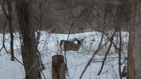 White Tailed Deer In Woods Video stock 266959826