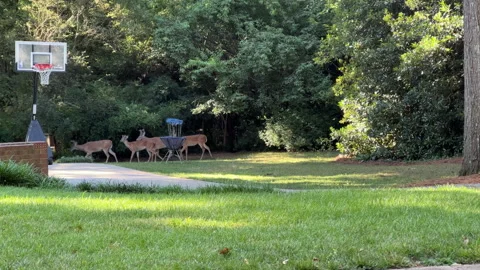 White-tailed deer in a yard Stock Footage 198026900